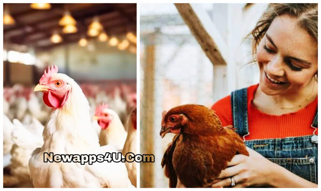 $27/hour & Career Growth: Start Your Poultry Farming Career Now! No Experience?No age limit.