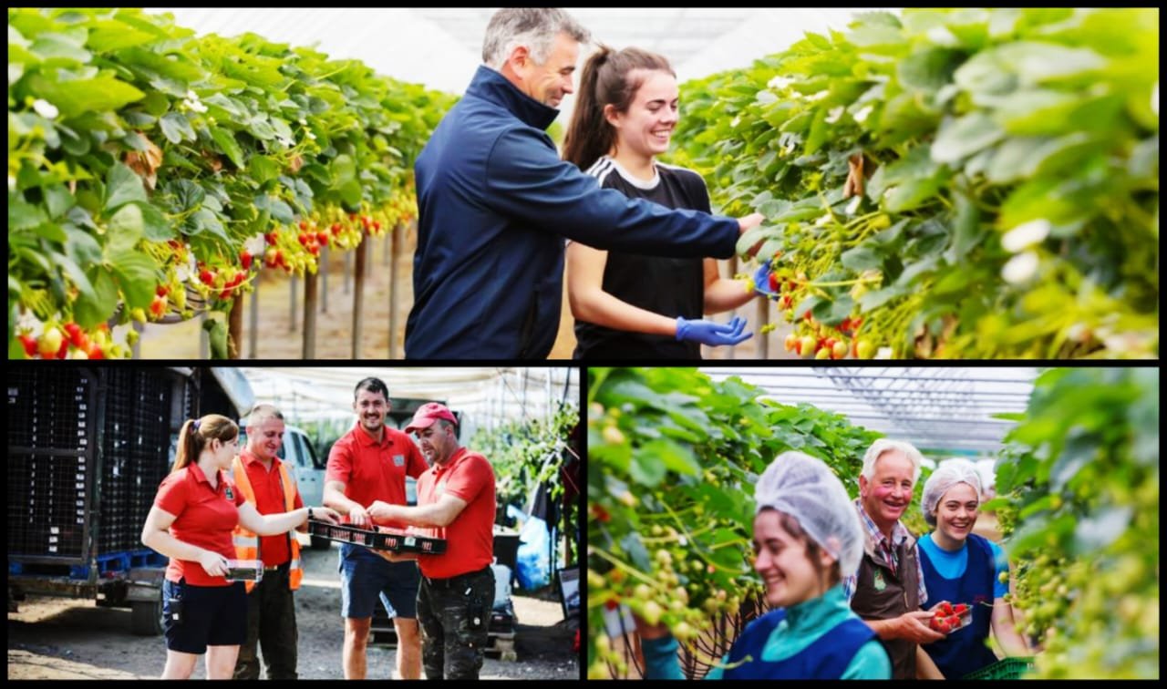 Guide UK Strawberry Picking Visa Sponsorship Apply Picking Job